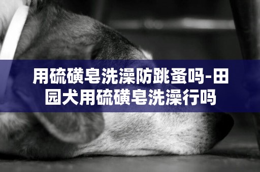用硫磺皂洗澡防跳蚤嗎-田園犬用硫磺皂洗澡行嗎