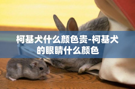 柯基犬什么顏色貴-柯基犬的眼睛什么顏色
