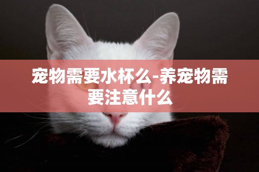 寵物需要水杯么-養寵物需要注意什么