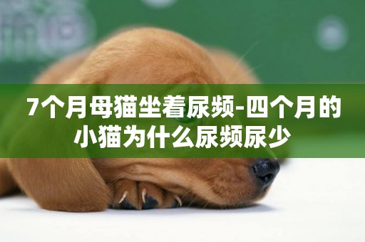 7個月母貓坐著尿頻-四個月的小貓為什么尿頻尿少
