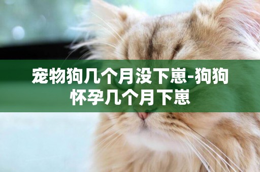 寵物狗幾個月沒下崽-狗狗懷孕幾個月下崽