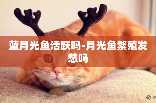 藍月光魚活躍嗎-月光魚繁殖發愁嗎
