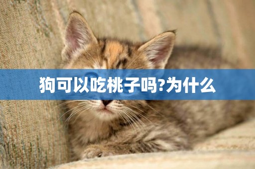 狗可以吃桃子嗎?為什么