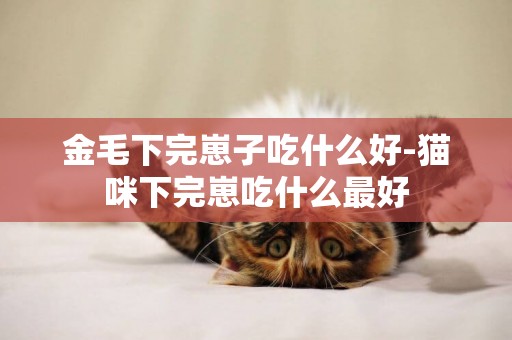 金毛下完崽子吃什么好-貓咪下完崽吃什么最好