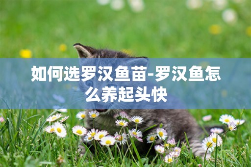 如何選羅漢魚苗-羅漢魚怎么養起頭快