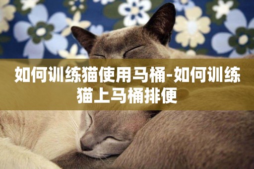 如何訓練貓使用馬桶-如何訓練貓上馬桶排便