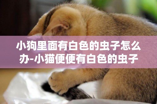 小狗里面有白色的蟲子怎么辦-小貓便便有白色的蟲子怎么辦