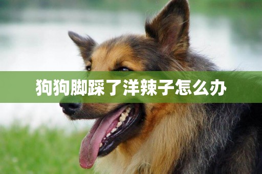 狗狗腳踩了洋辣子怎么辦