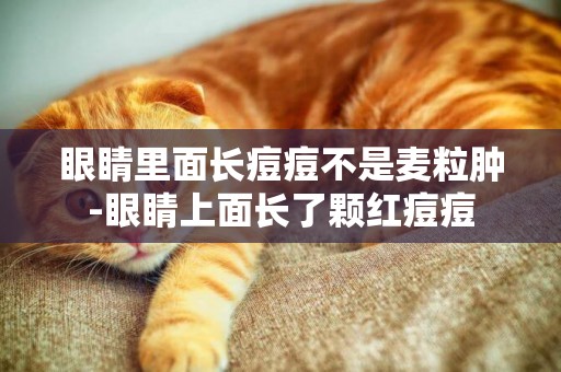 眼睛里面長痘痘不是麥粒腫-眼睛上面長了顆紅痘痘