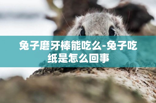 兔子磨牙棒能吃么-兔子吃紙是怎么回事
