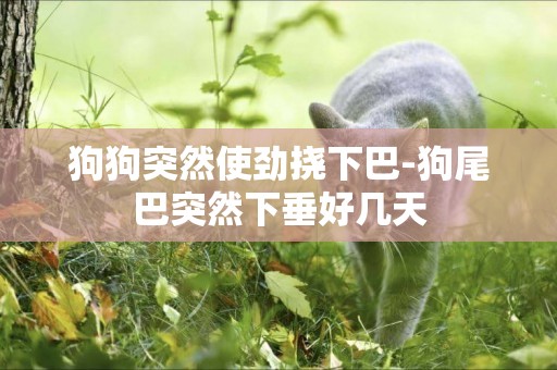 狗狗突然使勁撓下巴-狗尾巴突然下垂好幾天