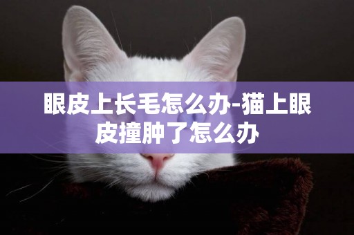 眼皮上長毛怎么辦-貓上眼皮撞腫了怎么辦