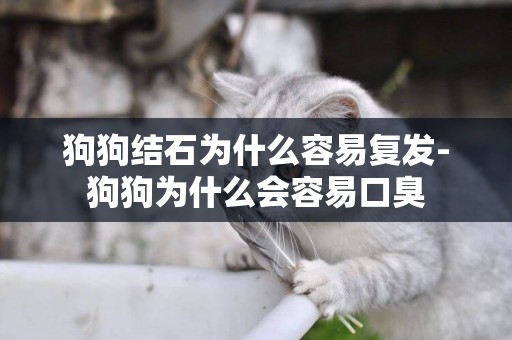 狗狗結石為什么容易復發-狗狗為什么會容易口臭