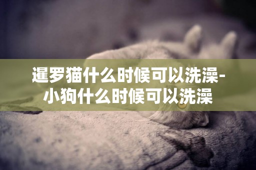 暹羅貓什么時候可以洗澡-小狗什么時候可以洗澡