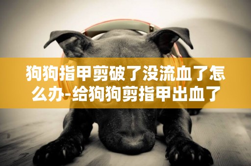 狗狗指甲剪破了沒流血了怎么辦-給狗狗剪指甲出血了怎么辦