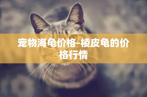 寵物海龜價格-棱皮龜的價格行情