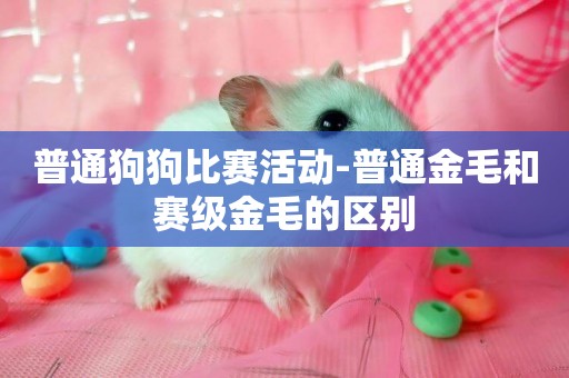普通狗狗比賽活動-普通金毛和賽級金毛的區別