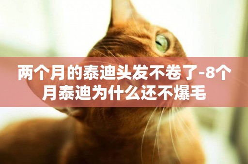 兩個月的泰迪頭發不卷了-8個月泰迪為什么還不爆毛