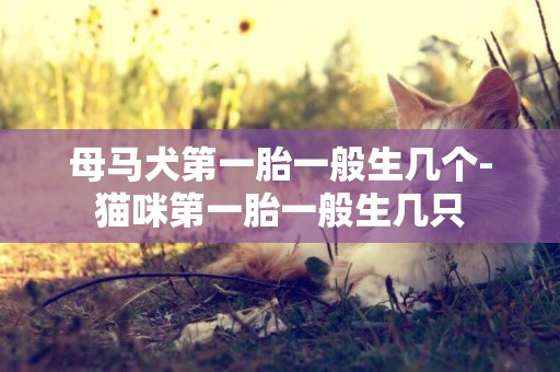 母馬犬第一胎一般生幾個-貓咪第一胎一般生幾只