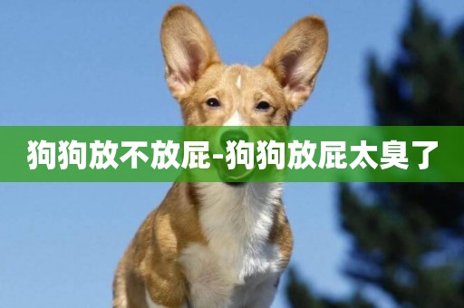 狗狗放不放屁-狗狗放屁太臭了