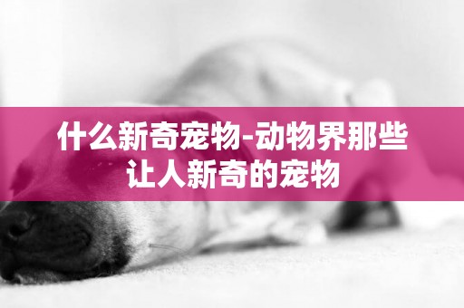 什么新奇寵物-動物界那些讓人新奇的寵物