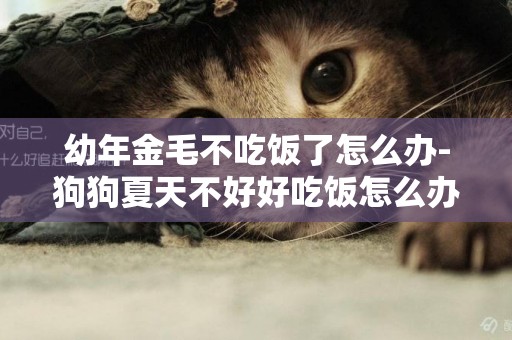幼年金毛不吃飯了怎么辦-狗狗夏天不好好吃飯怎么辦