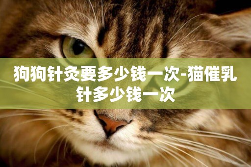狗狗針灸要多少錢一次-貓催乳針多少錢一次