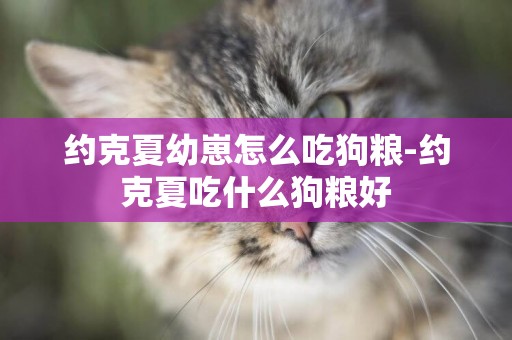 約克夏幼崽怎么吃狗糧-約克夏吃什么狗糧好
