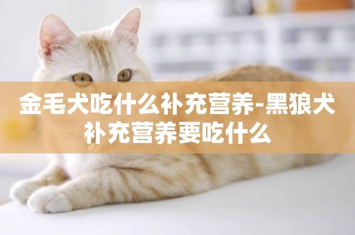 金毛犬吃什么補充營養-黑狼犬補充營養要吃什么
