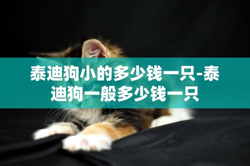泰迪狗小的多少錢一只-泰迪狗一般多少錢一只