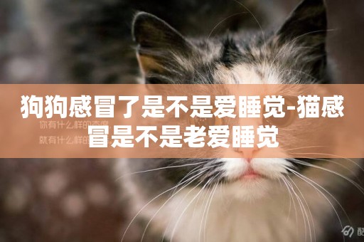 狗狗感冒了是不是愛睡覺-貓感冒是不是老愛睡覺