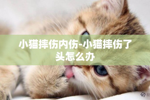 小貓摔傷內傷-小貓摔傷了頭怎么辦