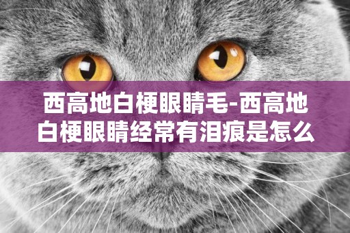 西高地白梗眼睛毛-西高地白梗眼睛經常有淚痕是怎么回事