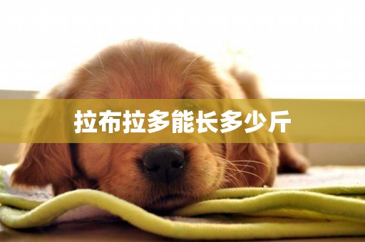 拉布拉多能長多少斤