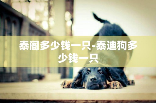 泰閣多少錢一只-泰迪狗多少錢一只