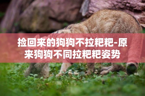 撿回來的狗狗不拉粑粑-原來狗狗不同拉粑粑姿勢