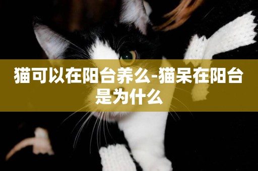 貓可以在陽臺養么-貓呆在陽臺是為什么