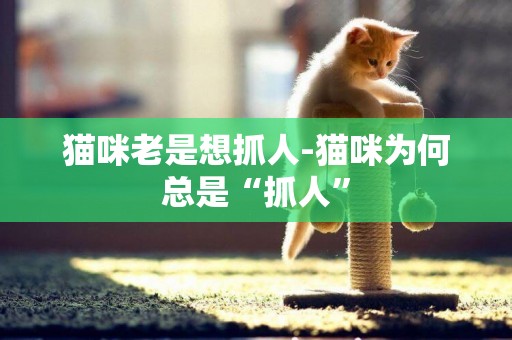 貓咪老是想抓人-貓咪為何總是“抓人”