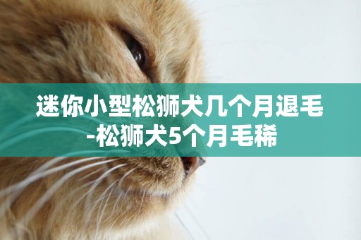 迷你小型松獅犬幾個月退毛-松獅犬5個月毛稀