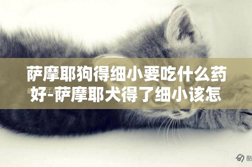薩摩耶狗得細小要吃什么藥好-薩摩耶犬得了細小該怎樣辦