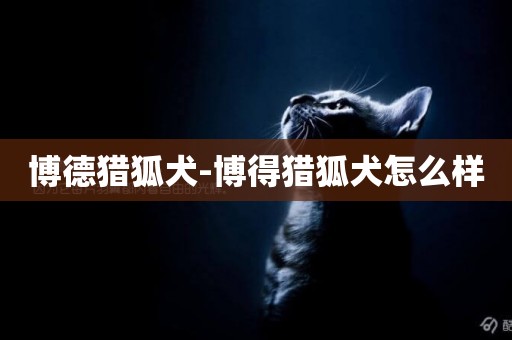 博德獵狐犬-博得獵狐犬怎么樣