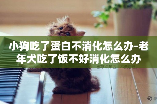 小狗吃了蛋白不消化怎么辦-老年犬吃了飯不好消化怎么辦