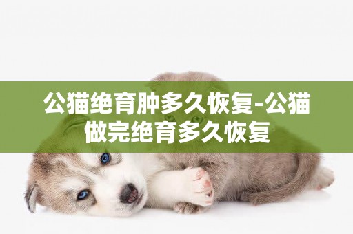 公貓絕育腫多久恢復-公貓做完絕育多久恢復