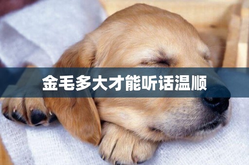 金毛多大才能聽話溫順