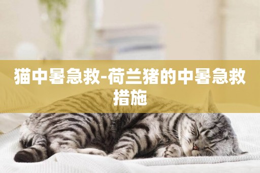 貓中暑急救-荷蘭豬的中暑急救措施