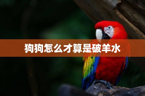 狗狗怎么才算是破羊水