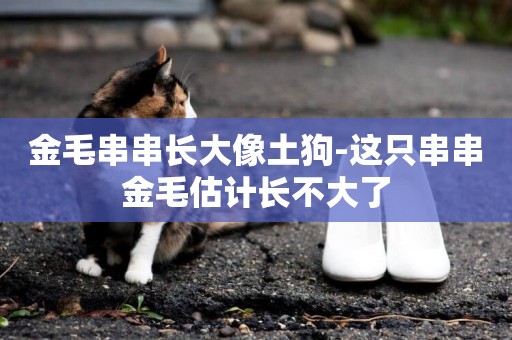 金毛串串長大像土狗-這只串串金毛估計長不大了