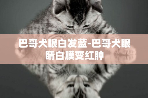巴哥犬眼白發藍-巴哥犬眼睛白膜變紅腫