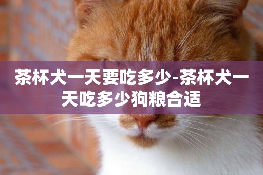茶杯犬一天要吃多少-茶杯犬一天吃多少狗糧合適
