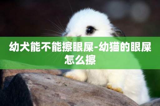 幼犬能不能擦眼屎-幼貓的眼屎怎么擦